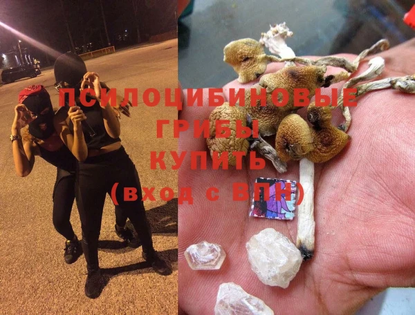 шишки Арсеньев